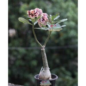 doubele petal adenium flower plant yellow brown r96
