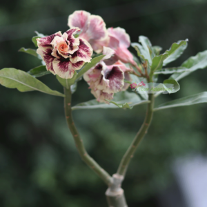 R-96-Doubele-Petal-Adenium-flower-plant--1