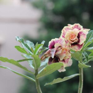 yellow & brown doubele-petal-adenium-flower-plant-your adenium r96