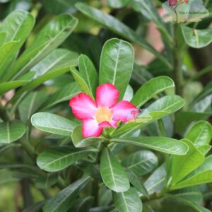 heavy blooming single petal pink colour adenium plant
