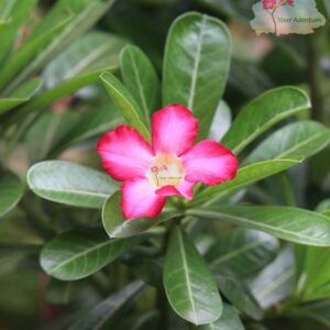 Single Petal Adenium Pink Flower Plant