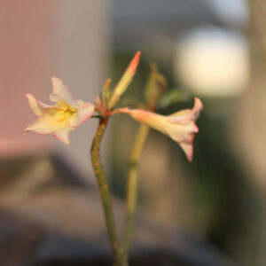 yellow with pink edges adenium flower plant single petal