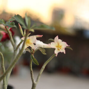 yellow with pink edges adenium flower plant