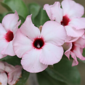 single petal Rare Light Pink Adenium Swazicum with Dark Red Center
