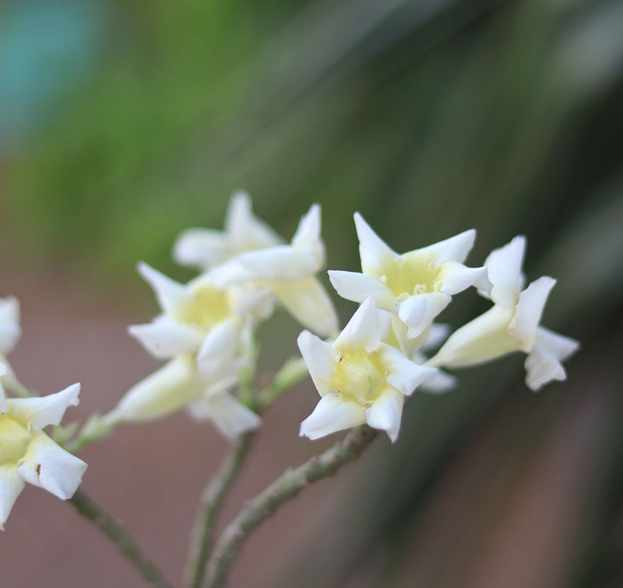 single petal adenium ‘popcorn lemon white’ single petal adenium ‘popcorn lemon white’
