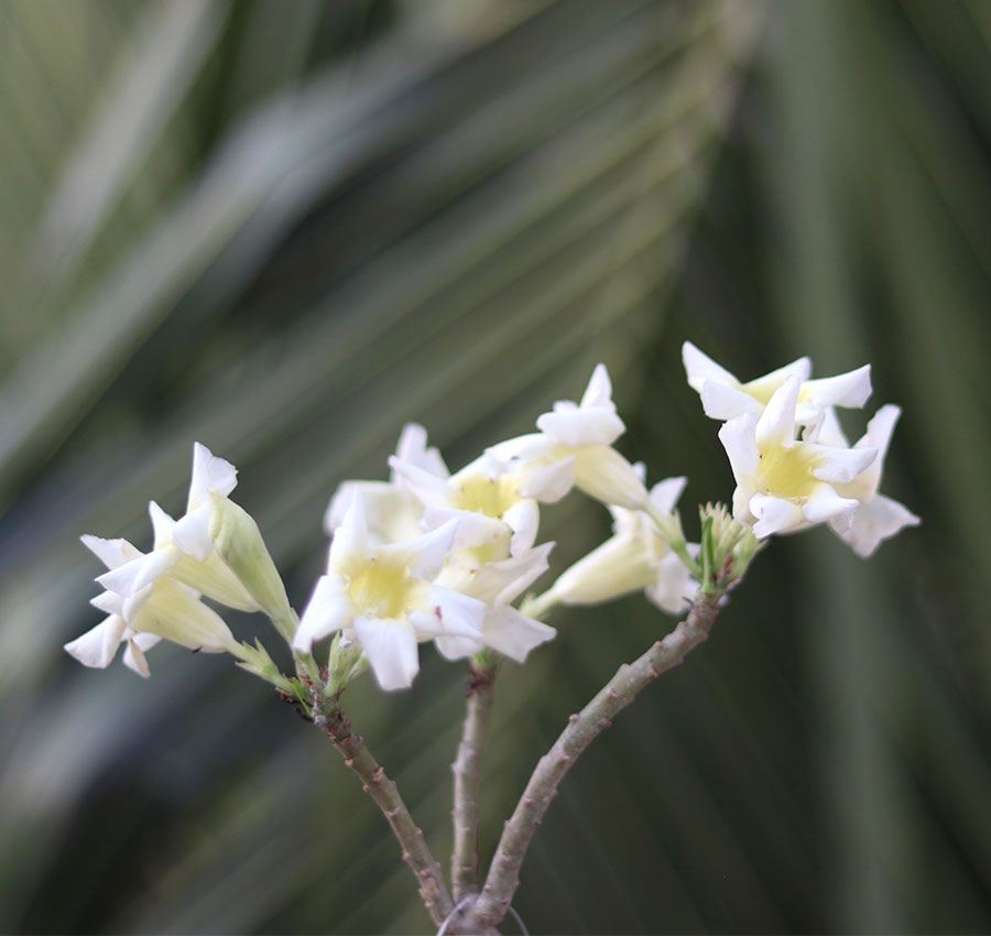 s22-singel-petal-white-adenium-plant-id-popcorn-heavy-flower-blooming single petal white adenium heavy blooming id popcorn