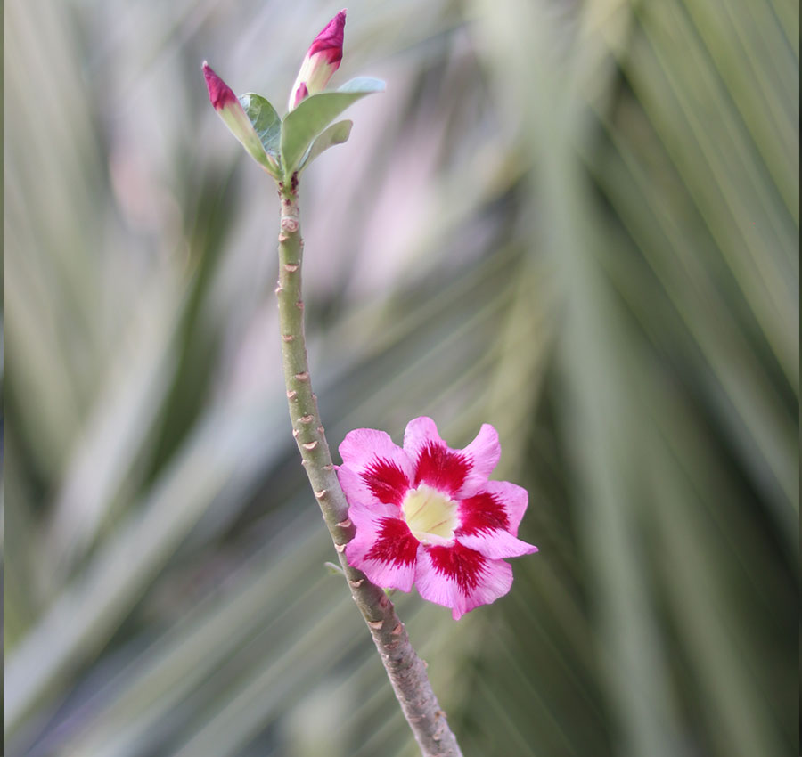 s25-radiant pink & red single petal adenium plant single petal adenium radiant pink & red