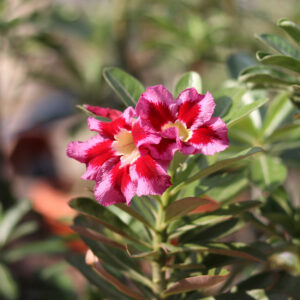 radiant pink & red single petal adenium flower plant id - silver fox 4 single petal adenium pink & red