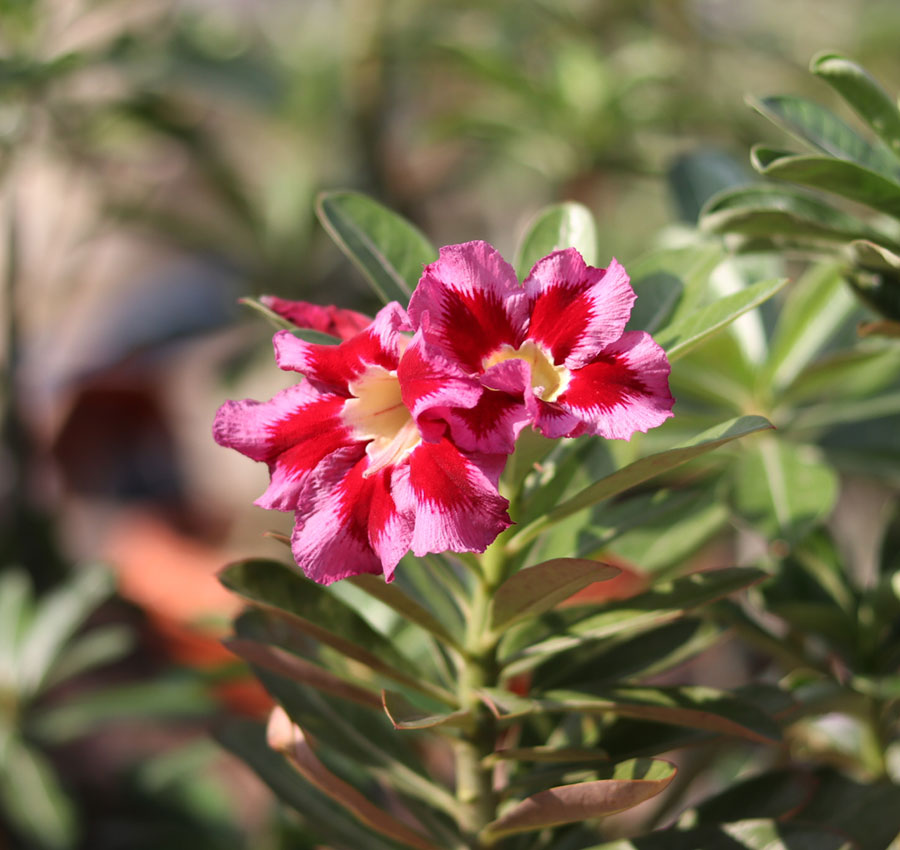 s25-radiant-pink-&-red-single-petal-adenium-flower-plant single petal adenium pink & red