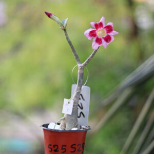 radiant pink & red single petal adenium flower plant id - silver fox 3 radiant pink & red single petal adenium