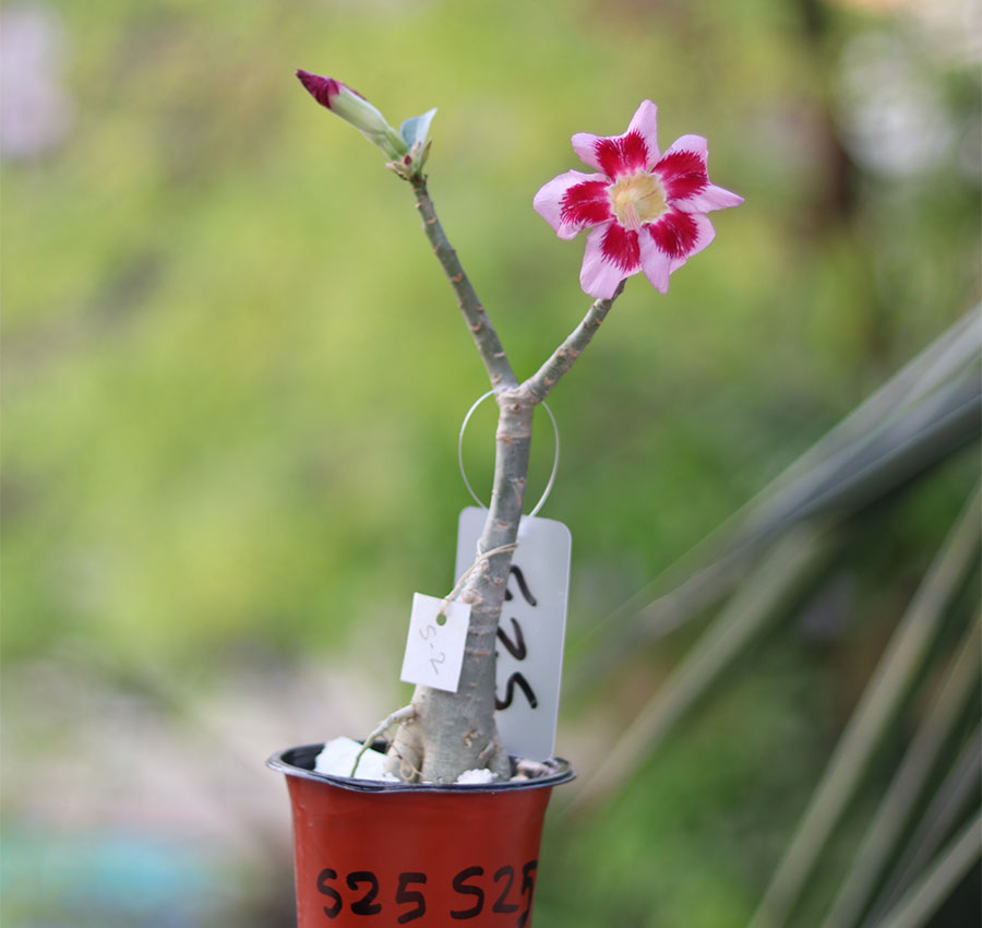 s25-radiant pink & red single petal adenium radiant pink & red single petal adenium