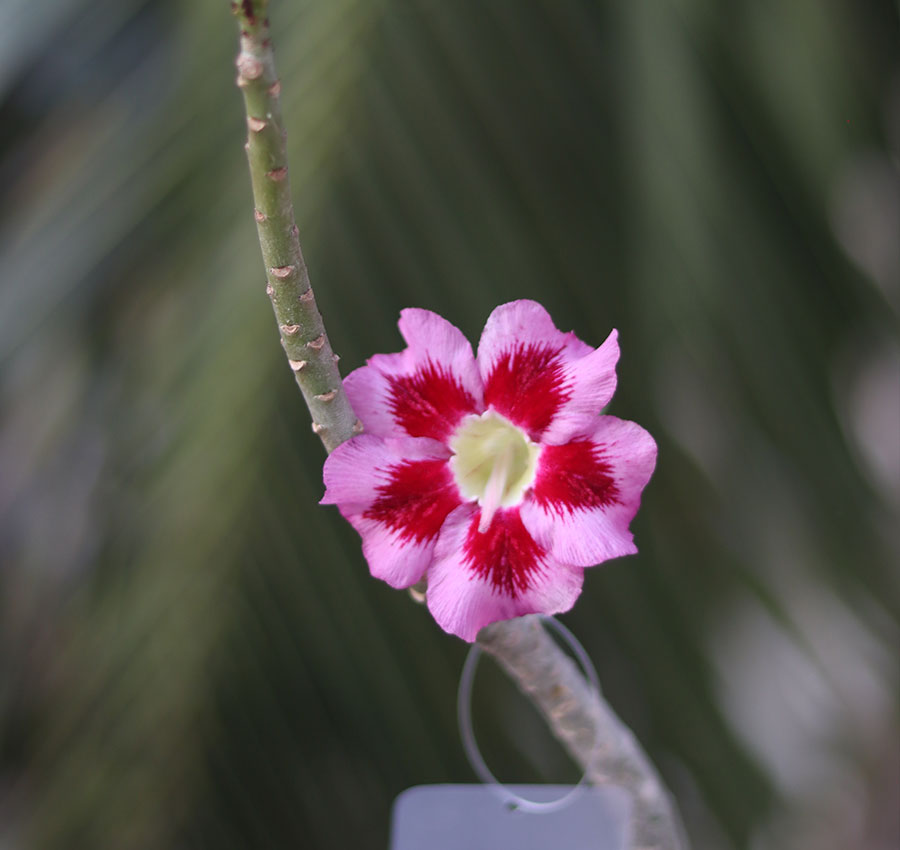 radiant pink & red single petal adenium radiant pink & red single petal adenium