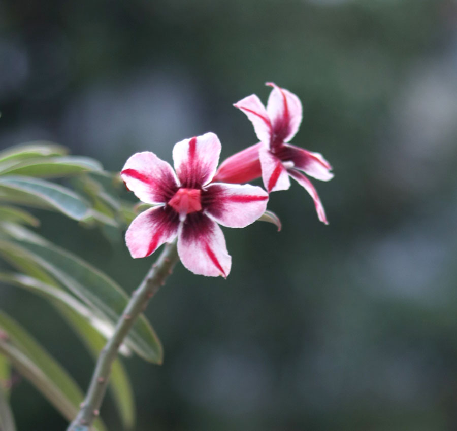 s30-dark-pink-white-&-purple-single-petal-adenium-plant single petal dark pink, white & purple adenium flower plant