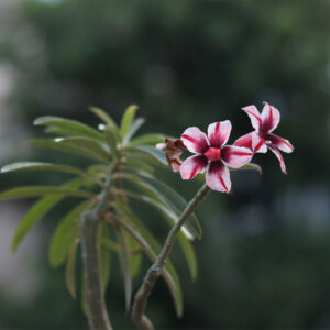 single petal dark pink, white & purple adenium flower plant | unique desert rose 3 dark pink, white & purple adenium flower plant