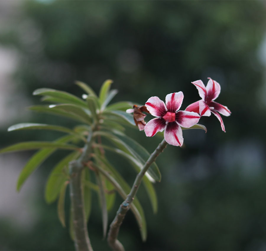 s30-single-petal-dark-pink,-white-&-purple-adenium-flower-plant dark pink, white & purple adenium flower plant