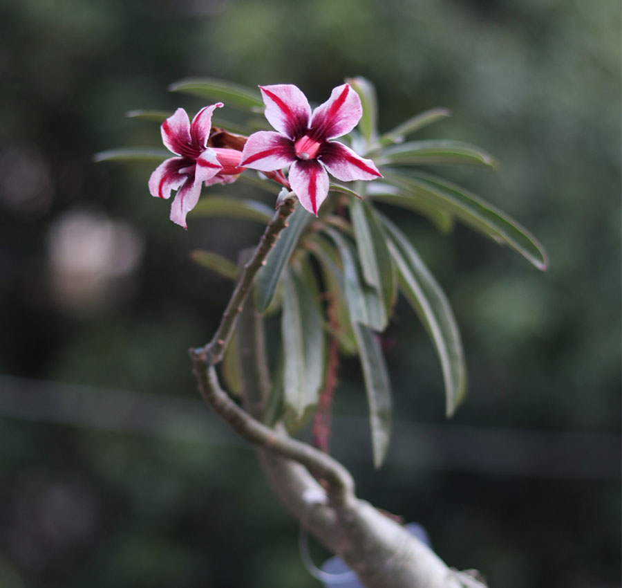 s30-single-petal-dark-pink-white-&-purple-adenium-plant single petal dark pink, white adenium flower