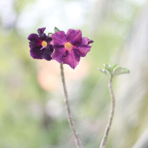 single petal dark purple adenium