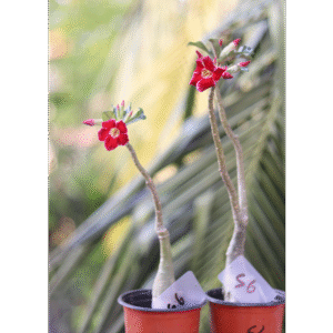 single petal adenium-red color & white border