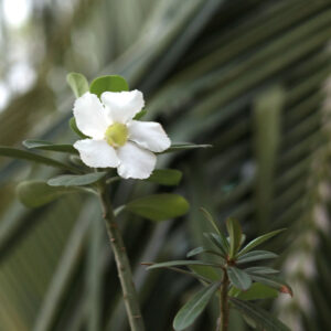 white single petal Adenium
