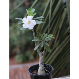 white single petal adenium flower plant