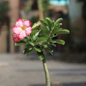 adenium obesum pink single petal