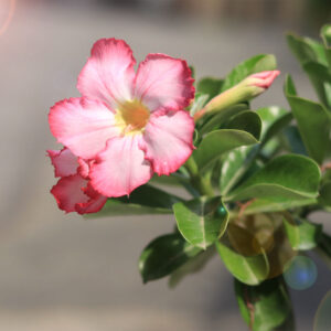 Single Petal Pink Adenium Obesum