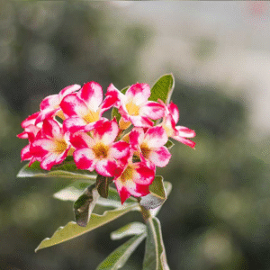 Single Petal Red with White Transition Adenium