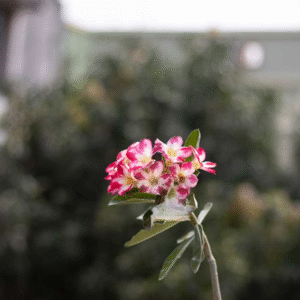 single petal white & pink adenium plant