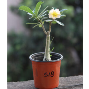 single petal soft cream with yellow center adenium – for home & garden 3 single petal yellow with pink shade adenium flower plant