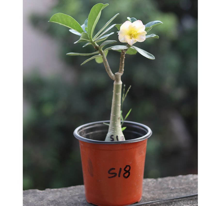 s18-single-petal-yellow-with-pink-shade-adenium-flower-plant single petal yellow with pink shade adenium flower plant