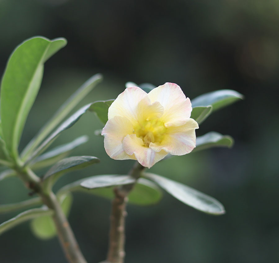 single petal yellow adenium – elegant desert rose single petal soft cream with yellow center adenium