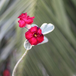 variegated leaf DOUBLE PETAL RED COLOUR ADENIUM flower