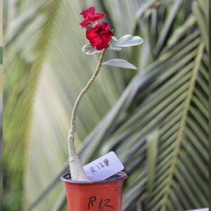 variegated leaf double petal red colour adenium plant