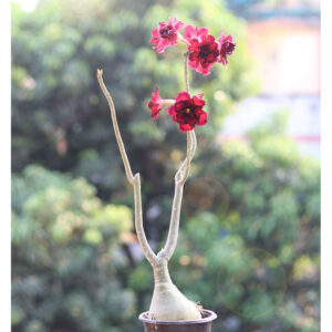 adenium red colour
