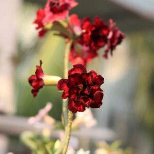 r45 dark red black double petal grafted adenium