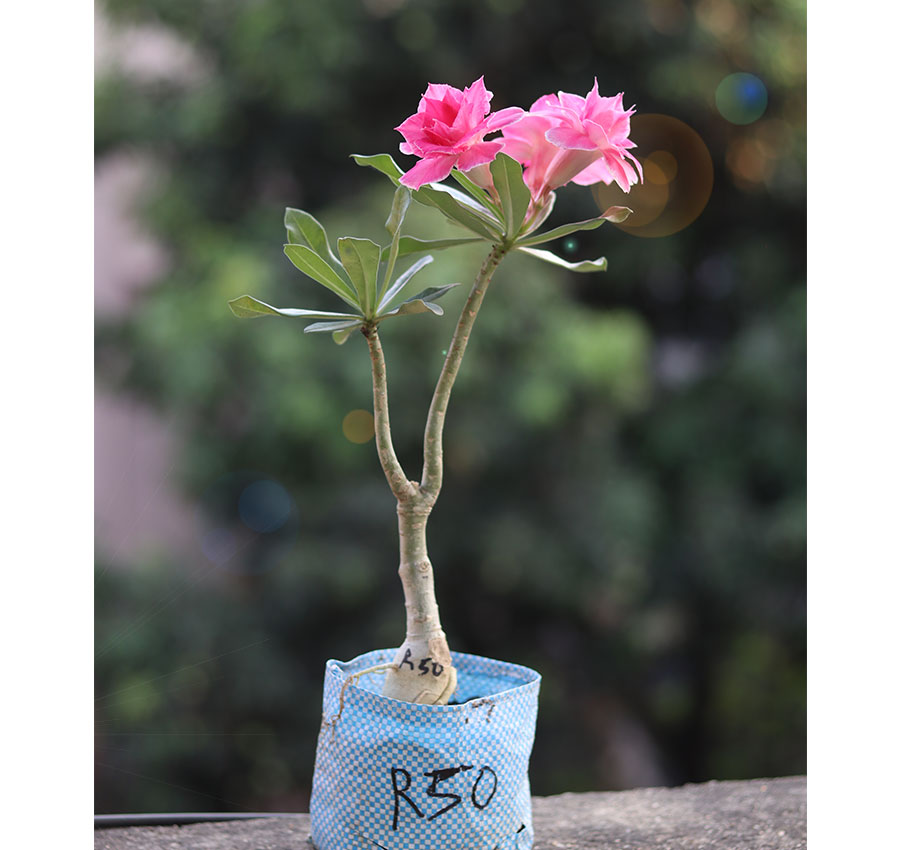 r50-double-petal-pink-white-adenium-flower-plant double petal soft pink adenium flower