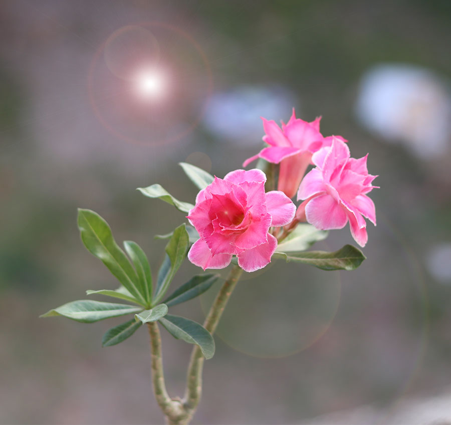 double petal pink adenium with light pink edges