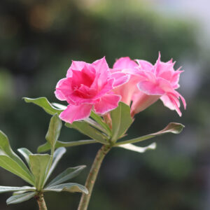 double petal adenium soft pink colour flower