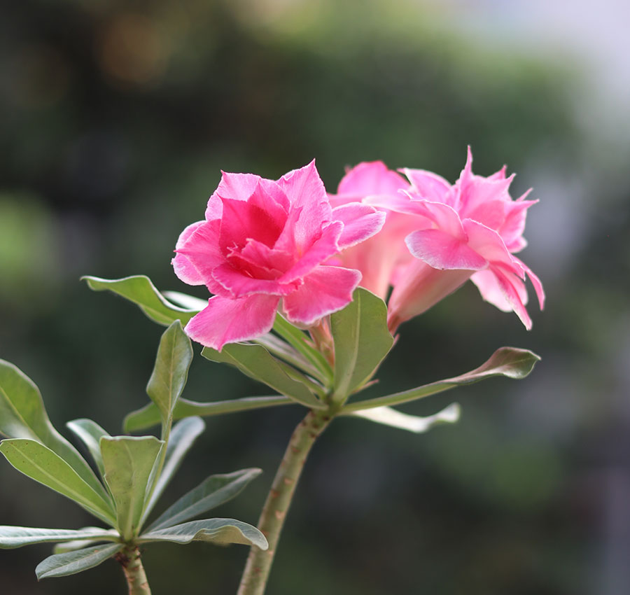 r50-soft-pink-colour-with-white-border-double-petal-adenium-rosey-variety double petal adenium soft pink colour flower