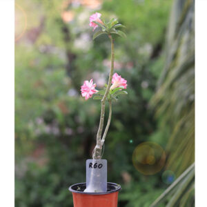 r60 double petal pink white adenium