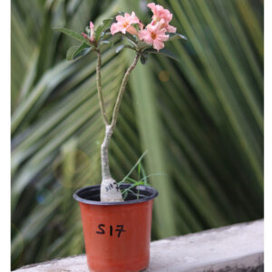 soft peach single petal adenium with yellow center