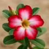 adenium plant desert rose