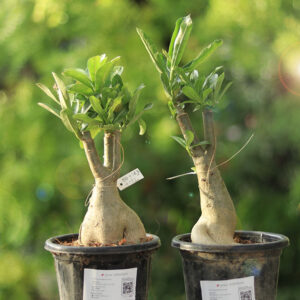 Multi Grafted Adenium