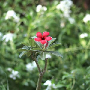akira single petal red adenium flower plant
