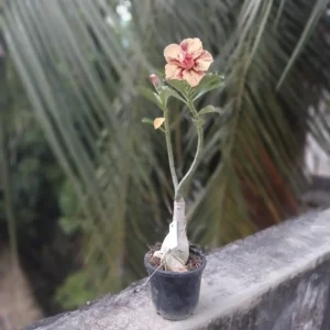adenium peach and pink