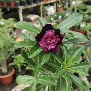 conch adenium flower