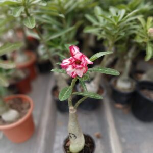 Multi Petal Adenium with Blush Red and Creamy White Swirls