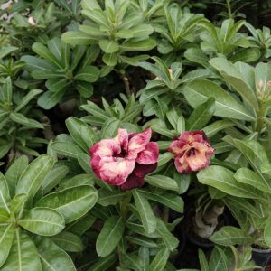 multi petal adenium with blush red and creamy white swirls