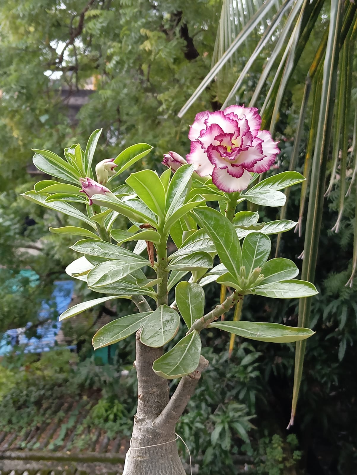 elegant multi petal adenium with white petals and deep purple edges 1 multi petal adenium with white petals and deep purple edges