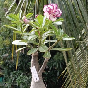 elegant multi petal adenium with white petals and deep purple edges 4 whatsapp image 2025 10 07 at 11.09.05 pm 1